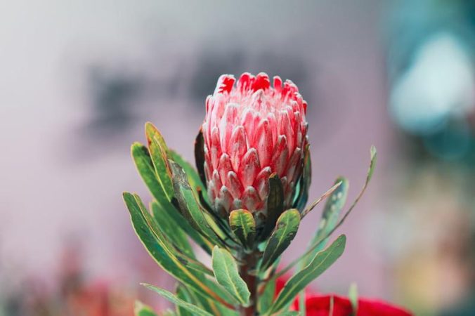 Saflowers (23)
